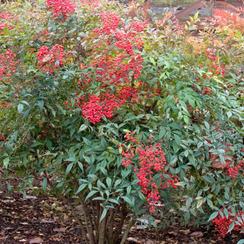 Nandina Shrub Live Plant in Quart Pot L701092