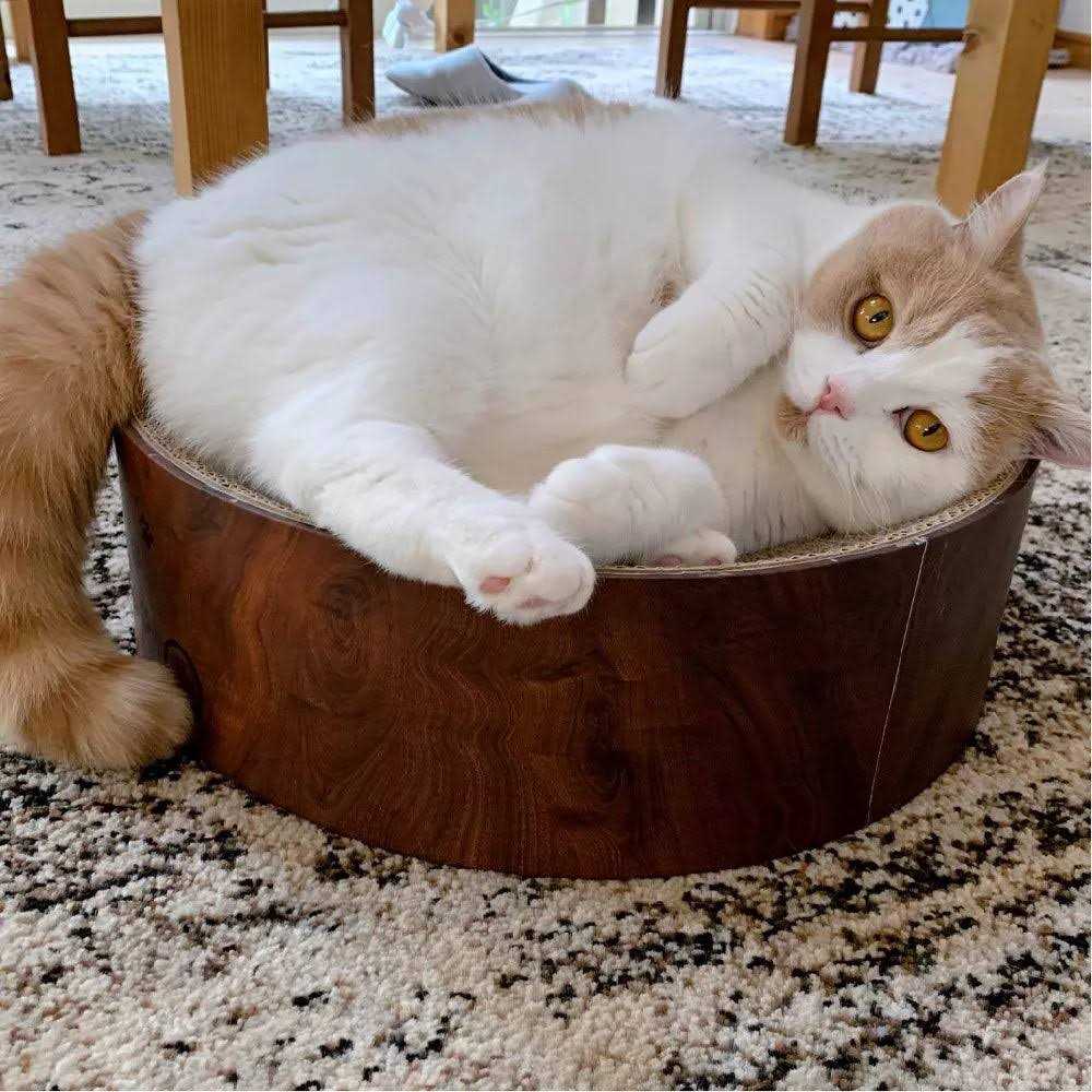 Cat Scratcher Bowl X13528