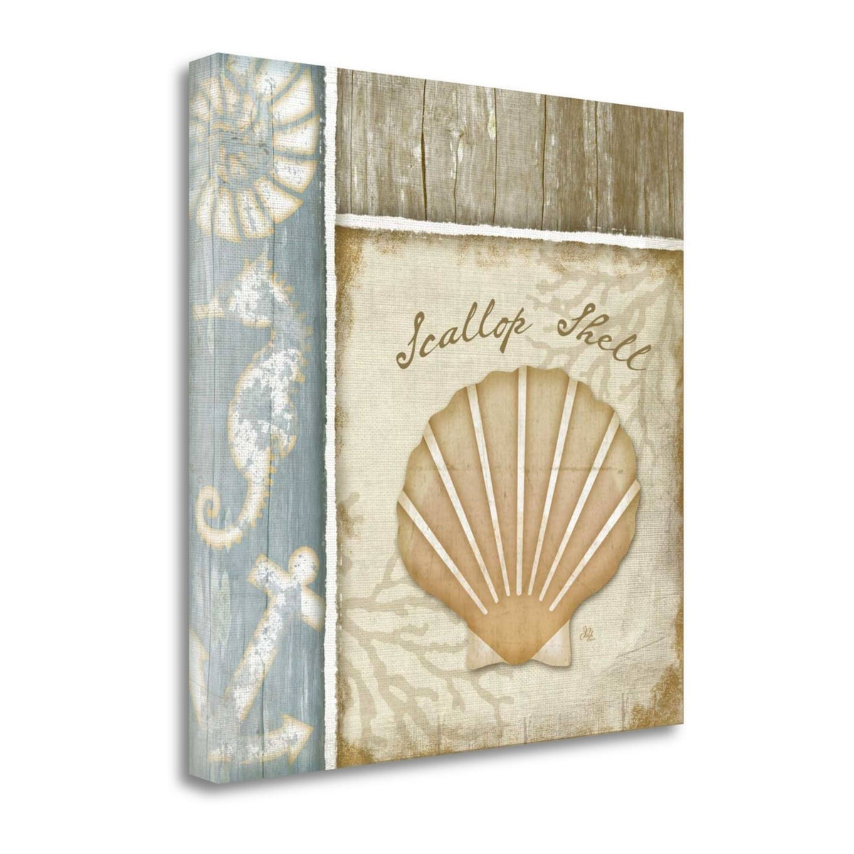 Scallop Shell Fine Art Giclee Print O1700