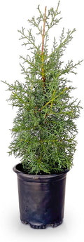 2.5 Quart Evergreen Tree with Blue-Grey Foliage J8019