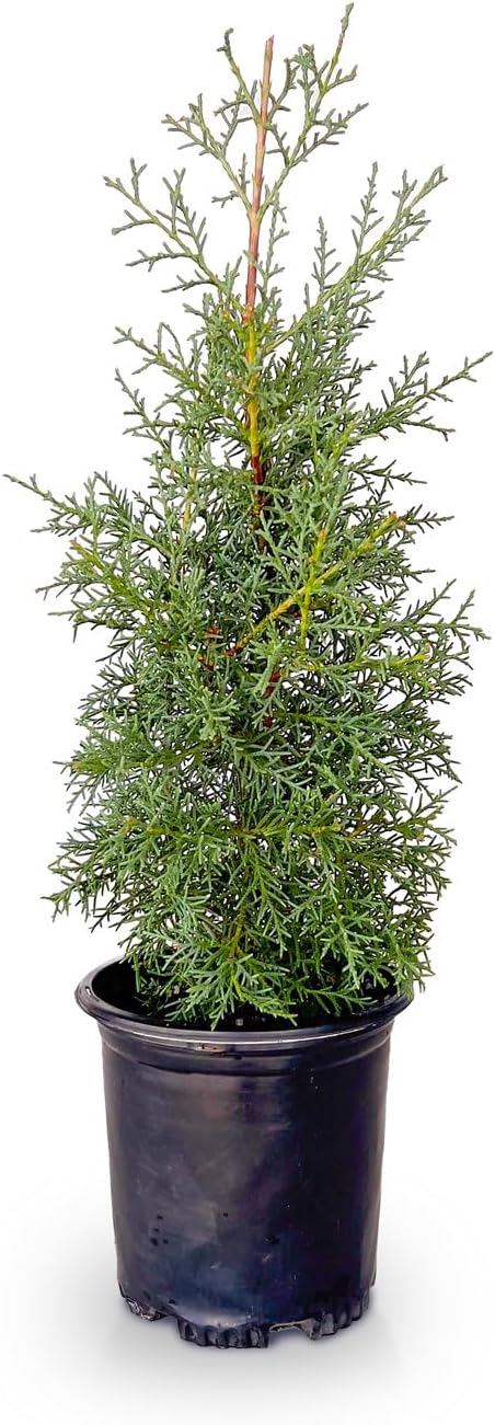 2.5 Quart Evergreen Tree with Blue-Grey Foliage J8019