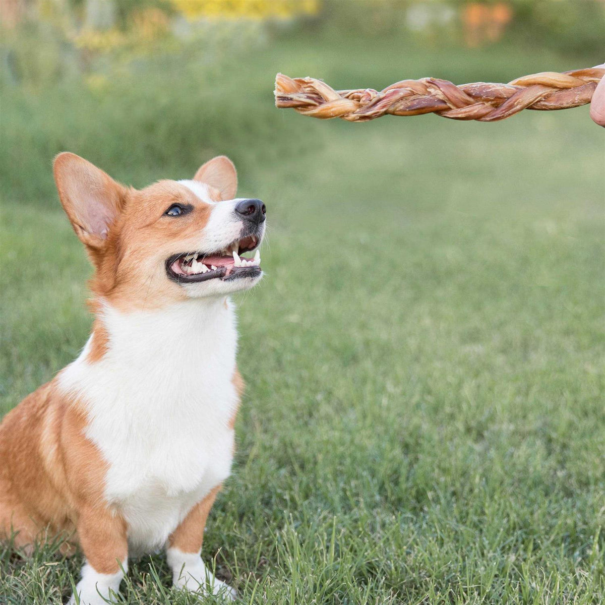Braided Bully Sticks for Dogs Natural Beef Bones V276