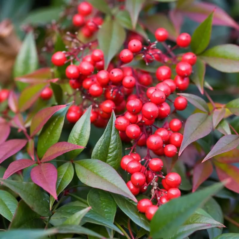 Nandina Shrub Live Plant in Quart Pot L701092