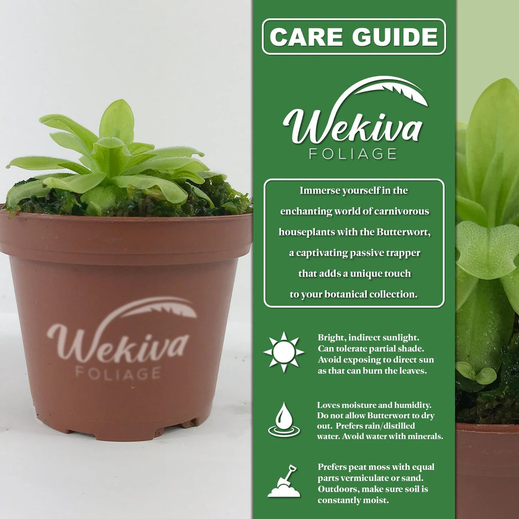 Live Carnivorous Butterwort Plant in 3 Inch Pot X725