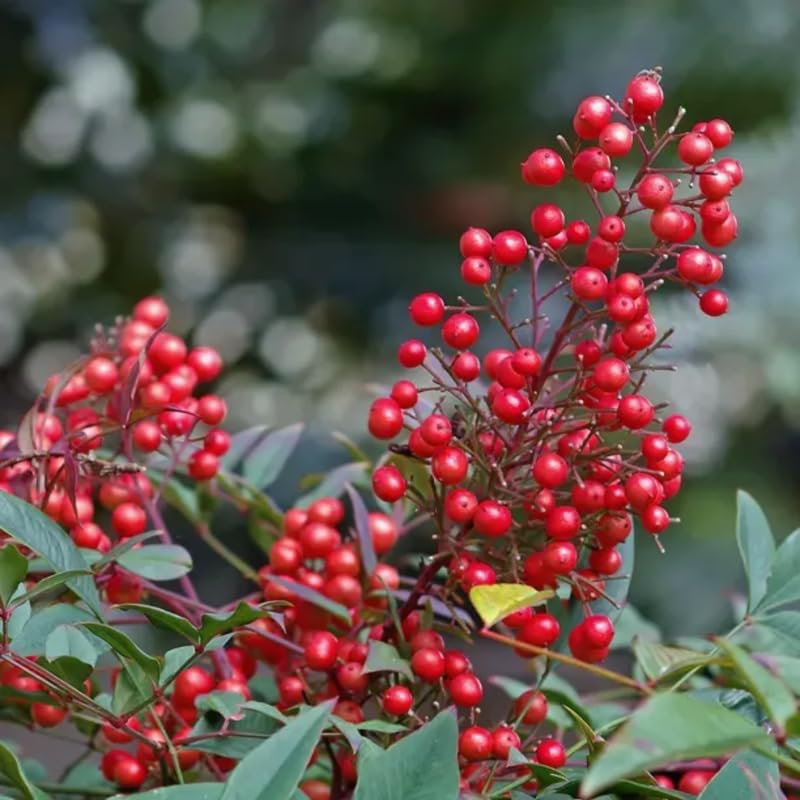 Nandina Shrub Live Plant in Quart Pot L701092