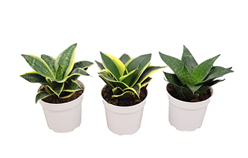 3 Assorted Varieties Snake Plants, 4 inch H52080