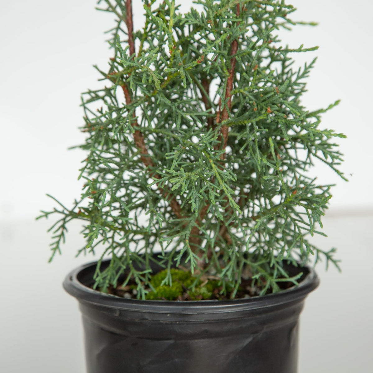 2.5 Quart Evergreen Tree with Blue-Grey Foliage J8019