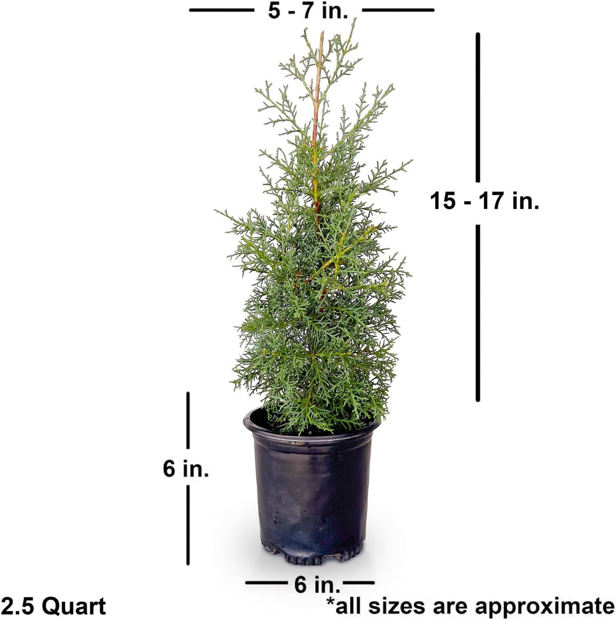 2.5 Quart Evergreen Tree with Blue-Grey Foliage J8019