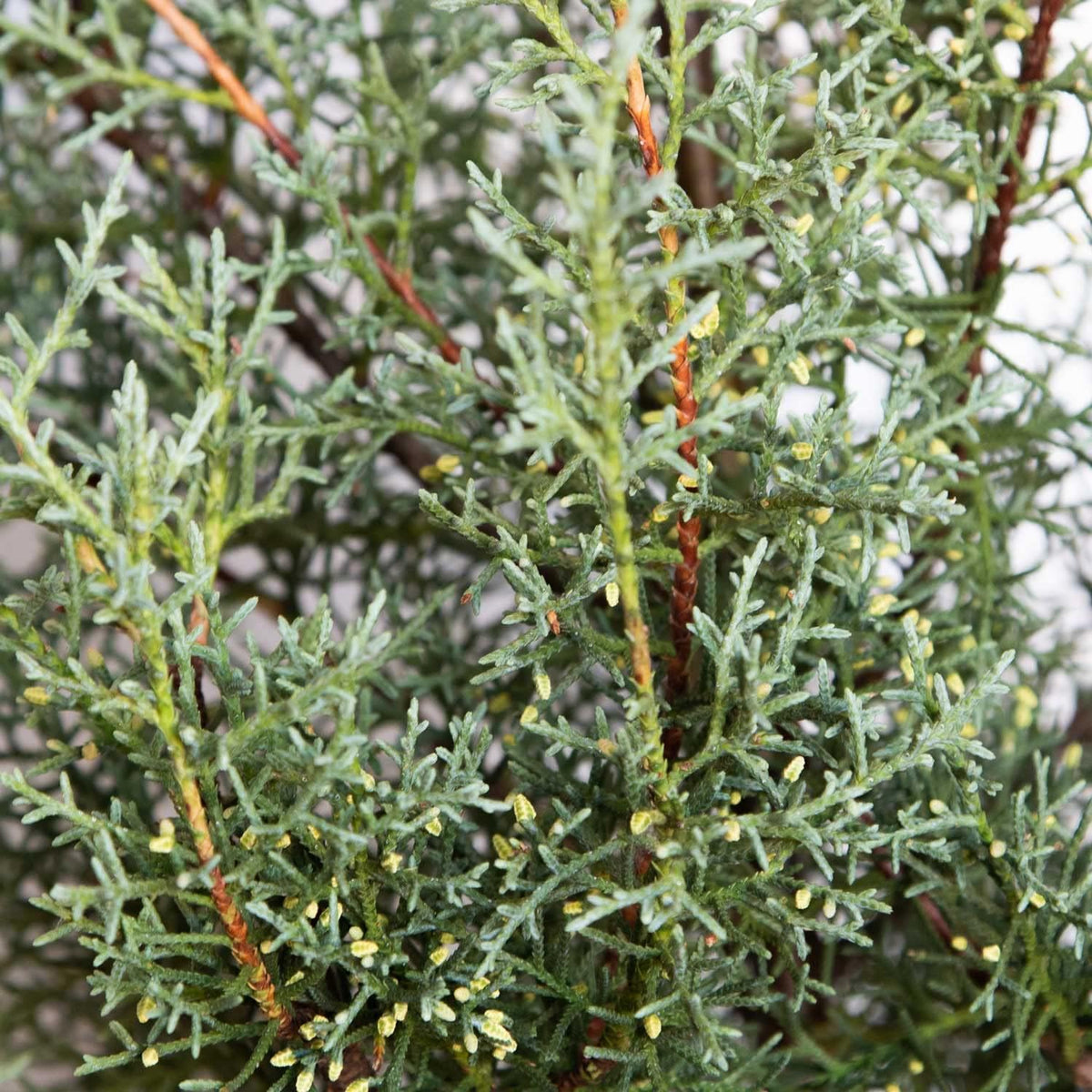 2.5 Quart Evergreen Tree with Blue-Grey Foliage J8019
