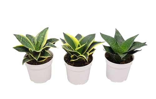 3 Assorted Varieties Snake Plants, 4 inch H52080