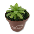 Live Carnivorous Butterwort Plant in 3 Inch Pot X725