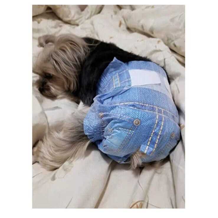 Soft Female Disposable Dog Diapers D254