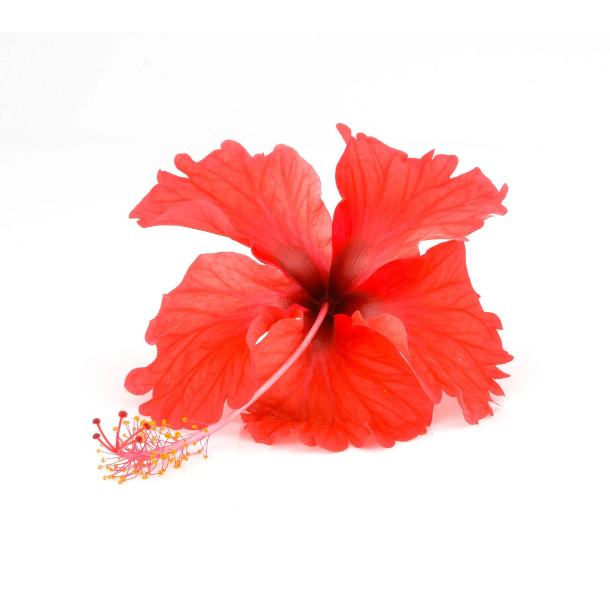 Hibiscus Tea 100 Bags H169